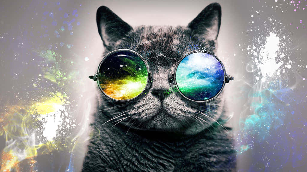 Cool Animal Galaxy, gray cat, round glasses, SD Desktop Wallpaper