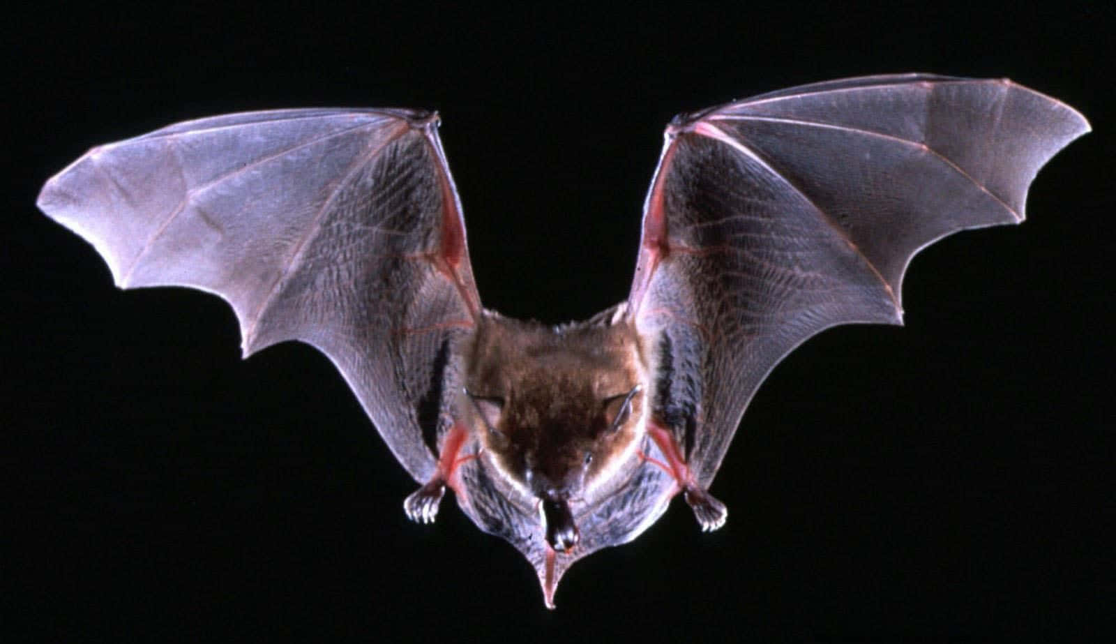 bat, translucent wings, reddish-brown fur, HD Desktop Wallpaper