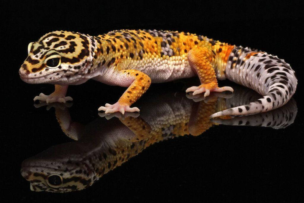 leopard gecko, orange yellow, black spotted skin, SD Desktop Wallpaper