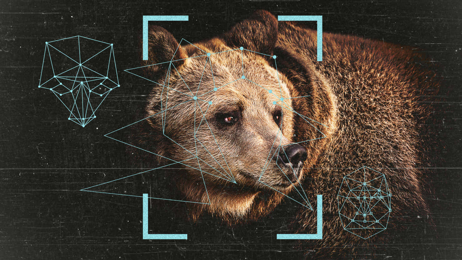 Cool Bear, glowing blue geometric scanning lines, polygonal wireframe outlines, HD Desktop Wallpaper