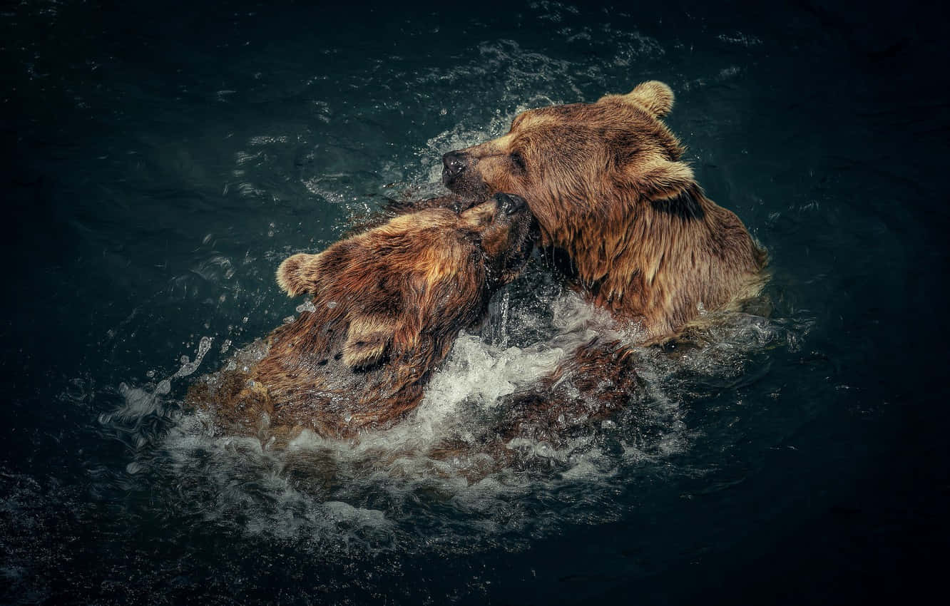 Cool Bear, brown bears, dark water, HD Desktop Wallpaper
