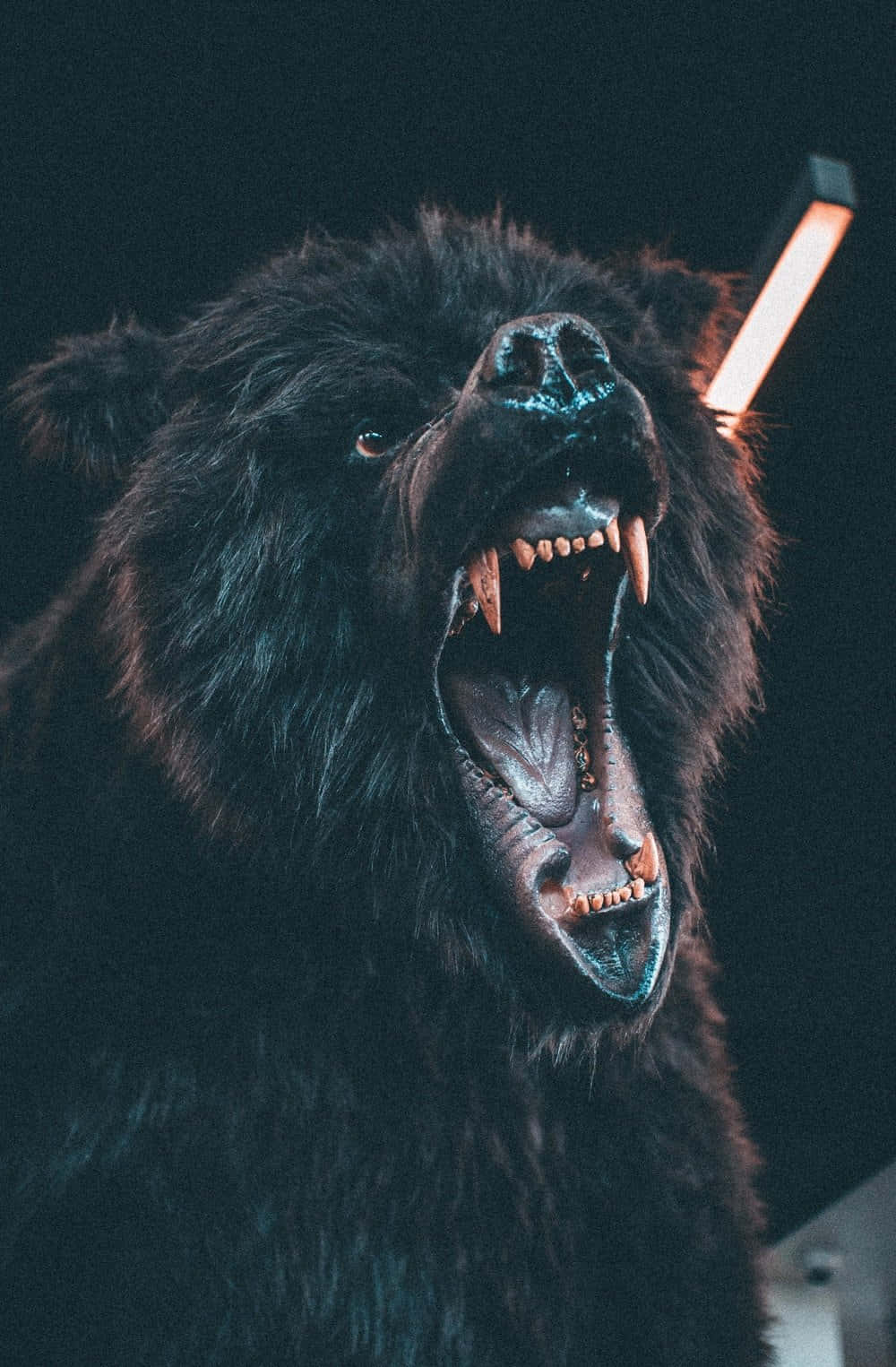 Cool Bear, black bear, roaring, HD Phone Wallpaper