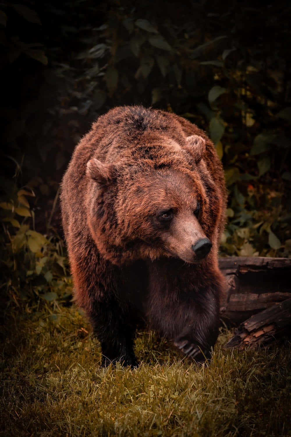 Cool Bear, brown bear, dim forest clearing, HD Phone Wallpaper