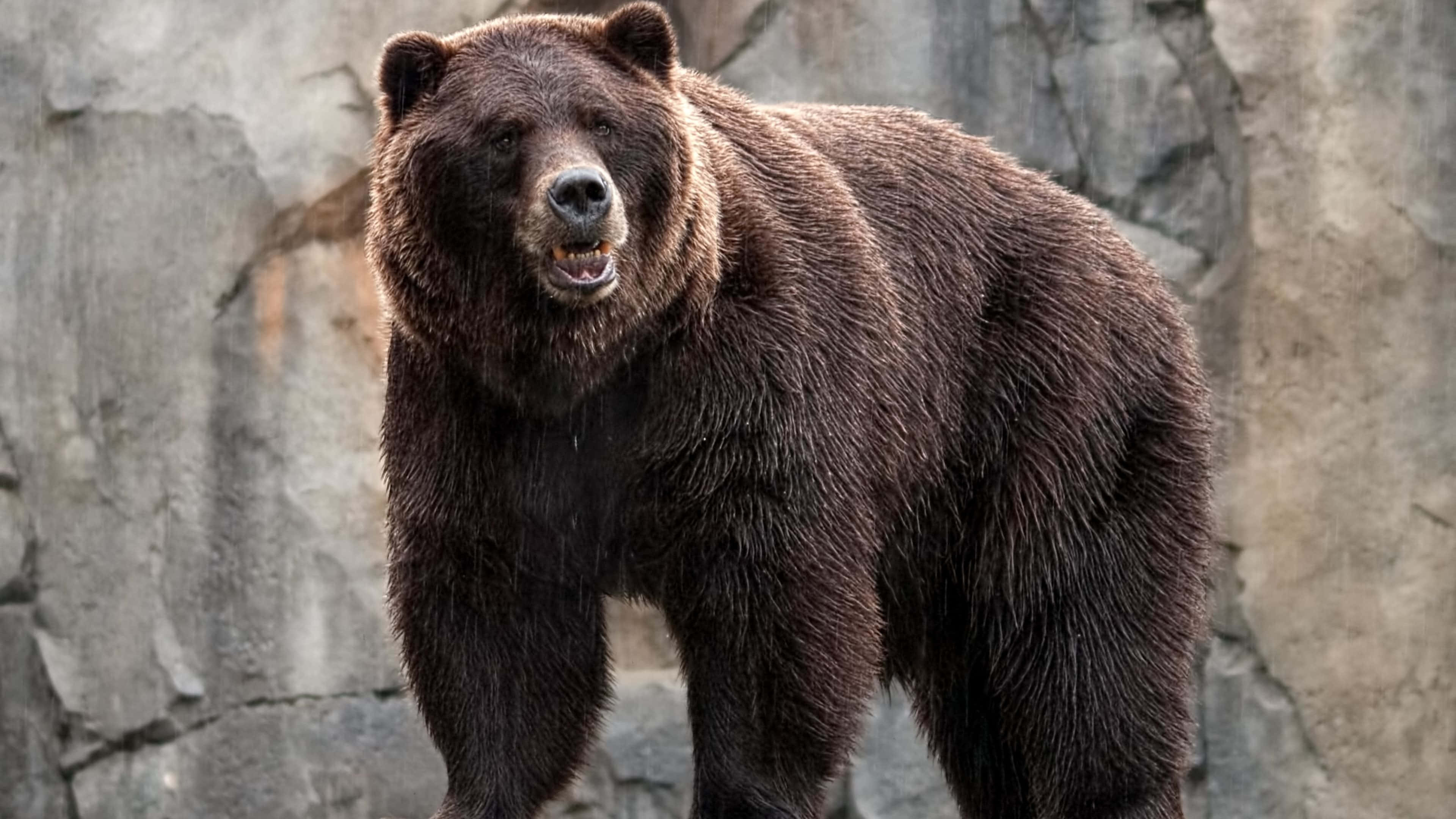 Cool Bear, brown bear, rugged gray rock wall, 4K Desktop Wallpaper