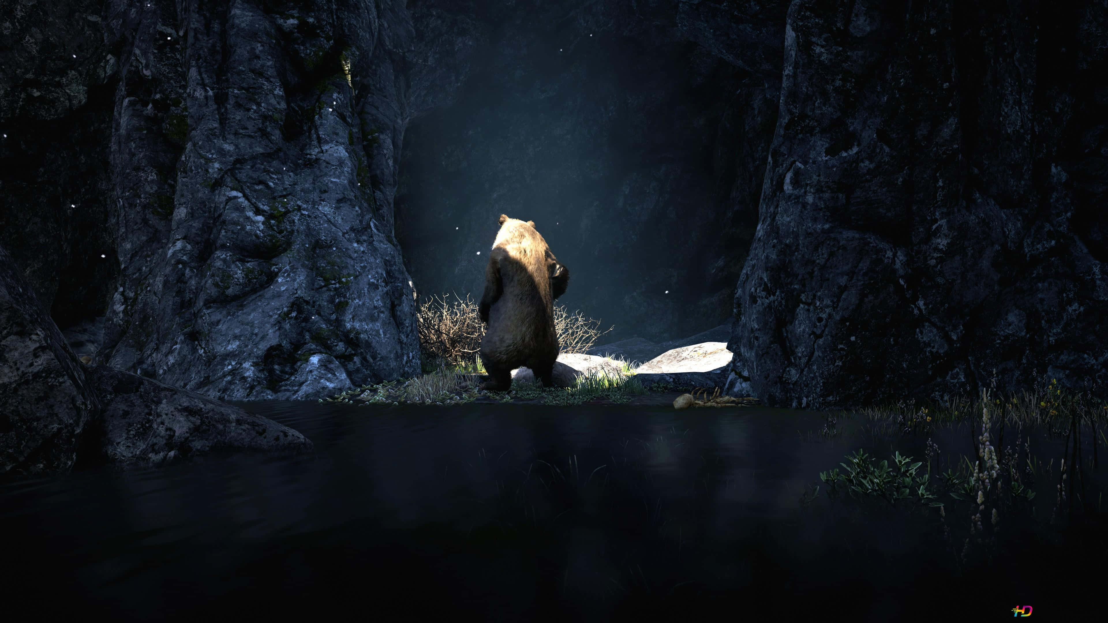 Cool Bear, brown bear, dark waterway, 4K Desktop Wallpaper