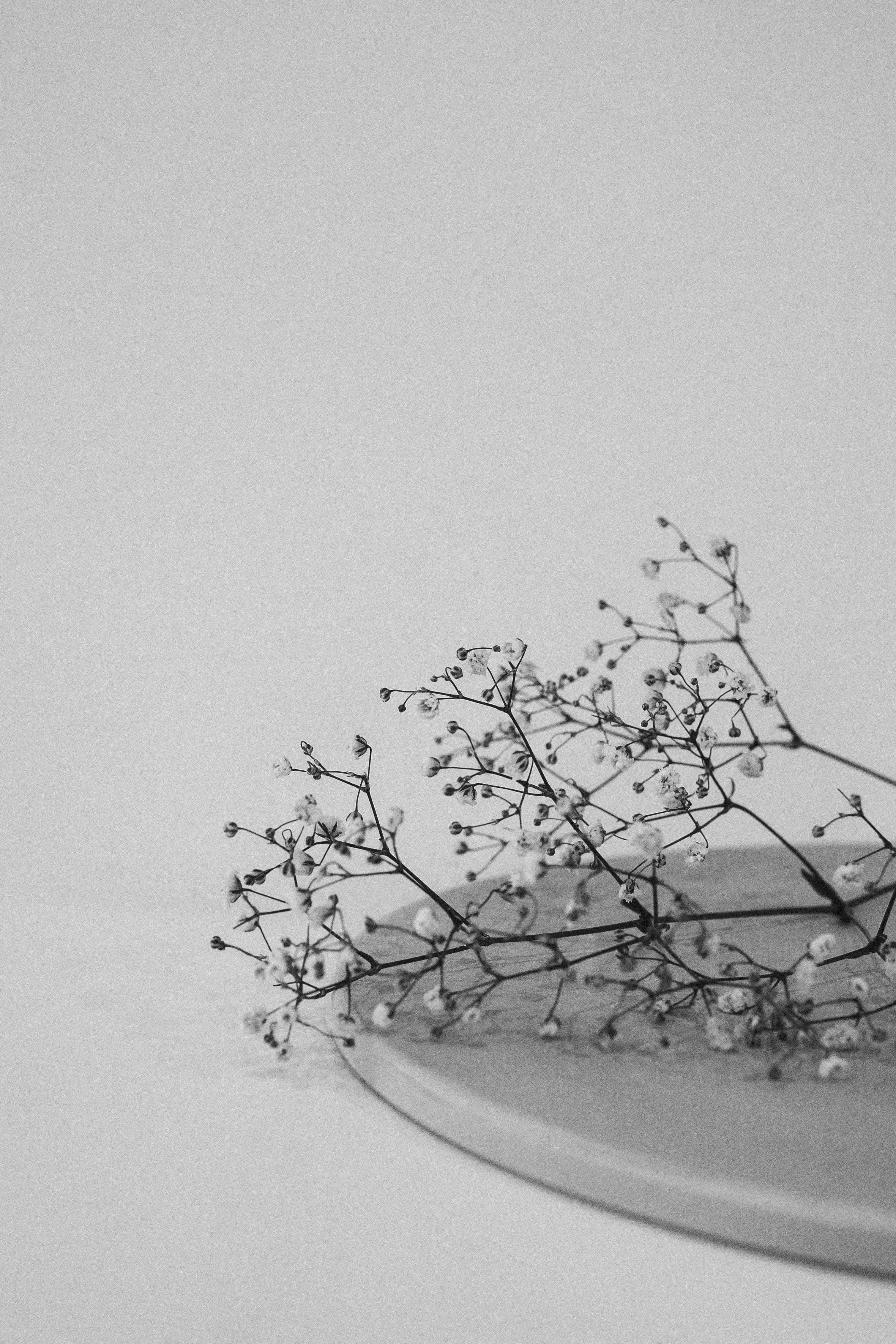 baby's breath flowers, minimalist circular plate, soft gray background, 4K Phone Wallpaper