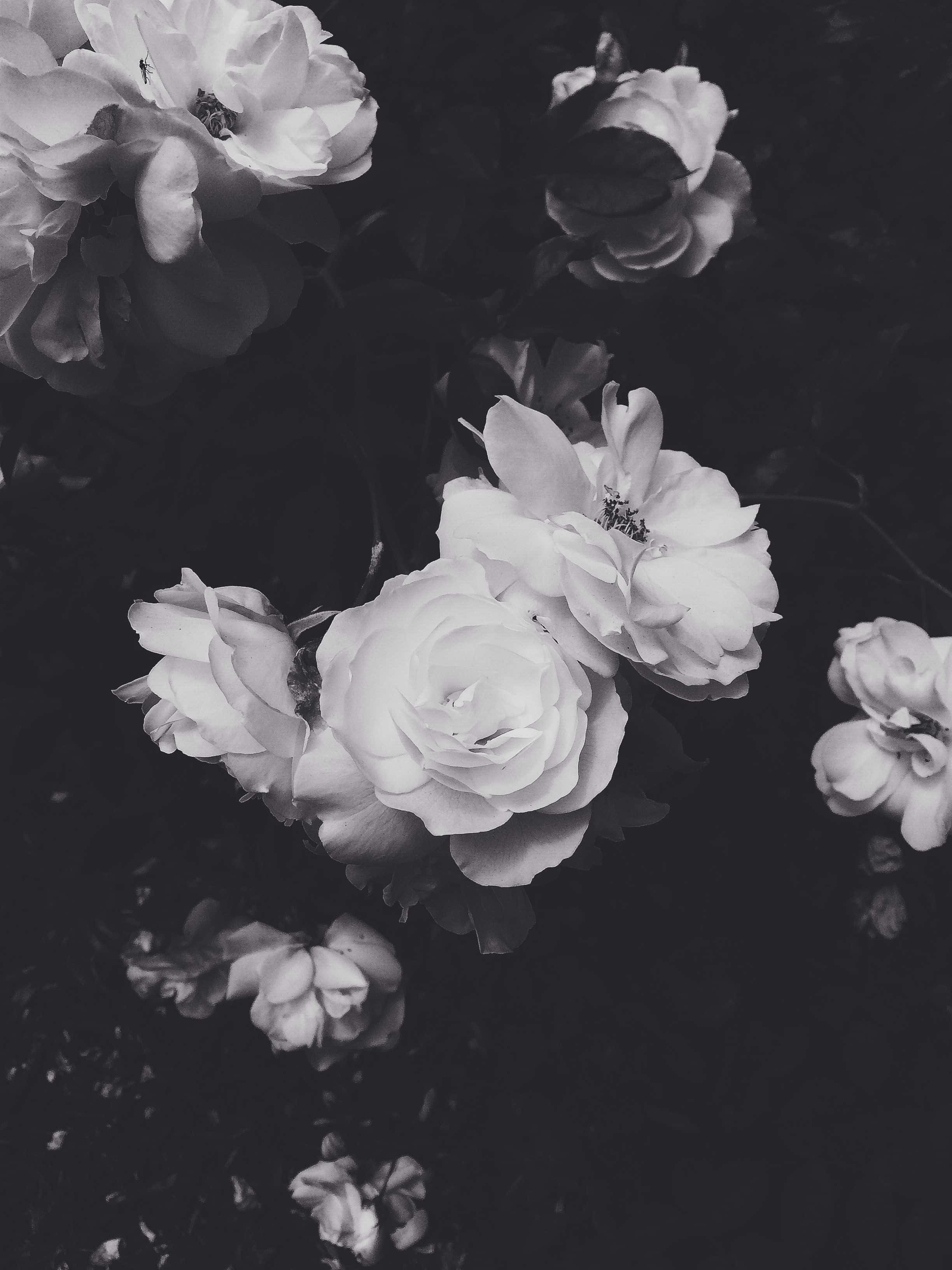 cool black and white aesthetic, white roses, soft shadows, 2K Phone Wallpaper
