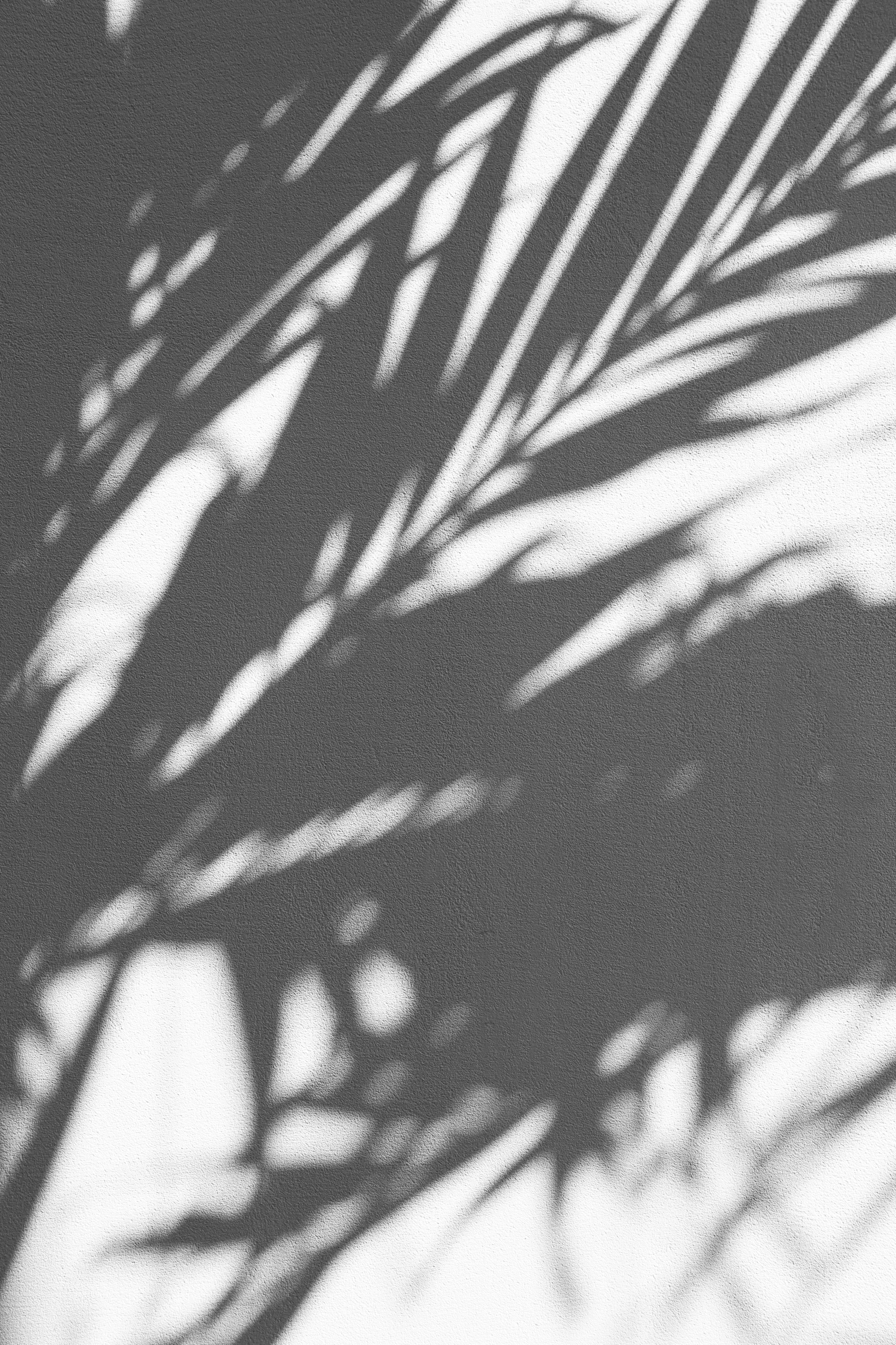 palm fronds, textured wall, monochrome, 5K Phone Wallpaper