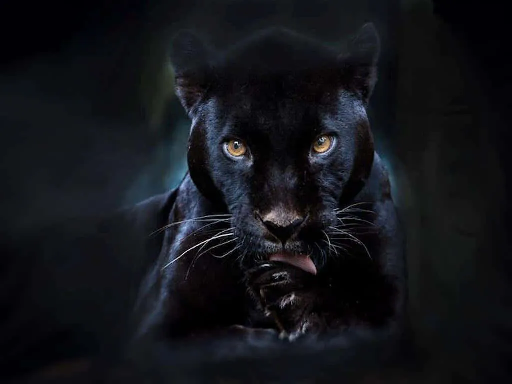 Cool Black Panther Animal
