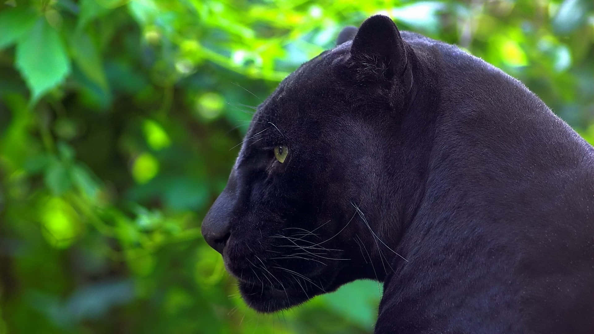 Black Panther Animal, intense yellow eyes, vibrant green leafy backdrop, Full HD Desktop Wallpaper