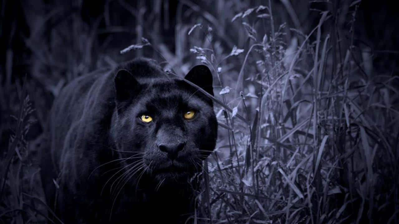 Black Panther, glowing yellow eyes, dense dark grass, HD Desktop Wallpaper