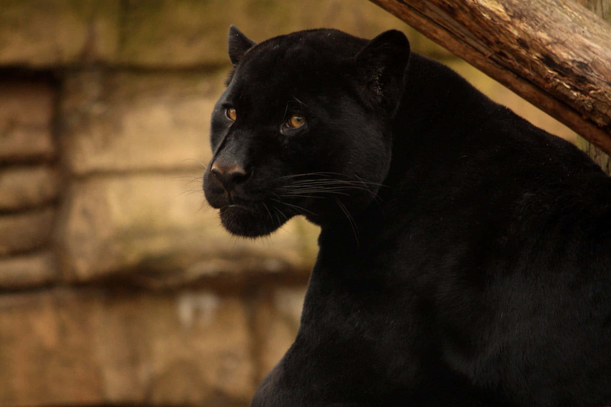 Black Panther, glowing amber eyes, blurred stone wall, Full HD Desktop Wallpaper