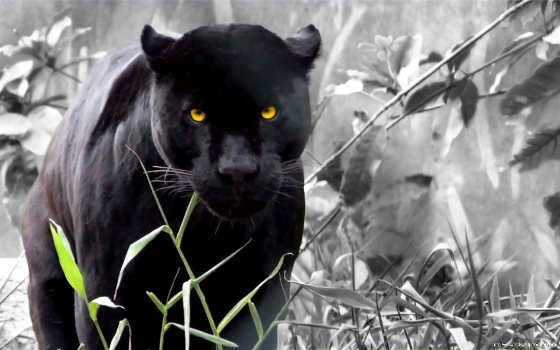 black panther, glowing yellow eyes, dense foliage, Full HD Desktop Wallpaper