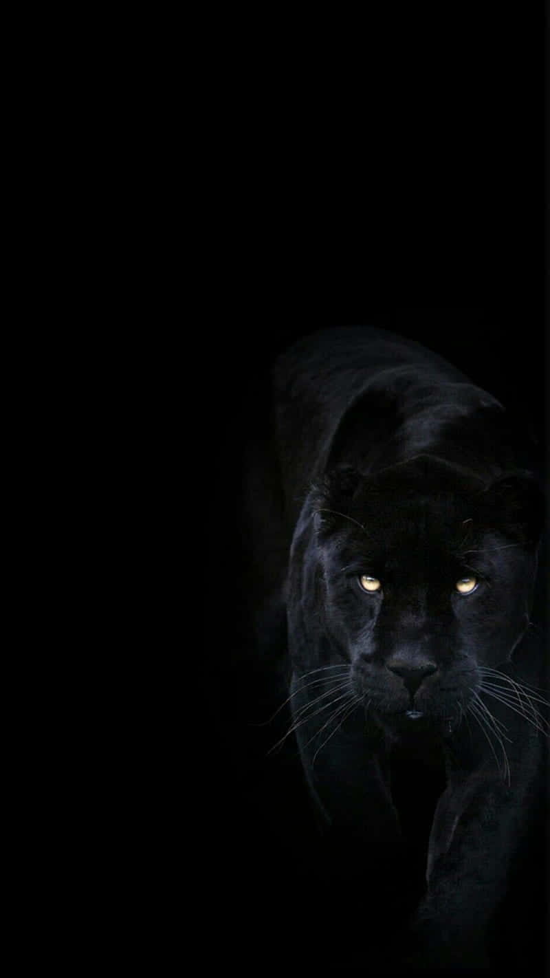 Cool Black Panther Animal, black panther, glowing eyes, HD Phone Wallpaper