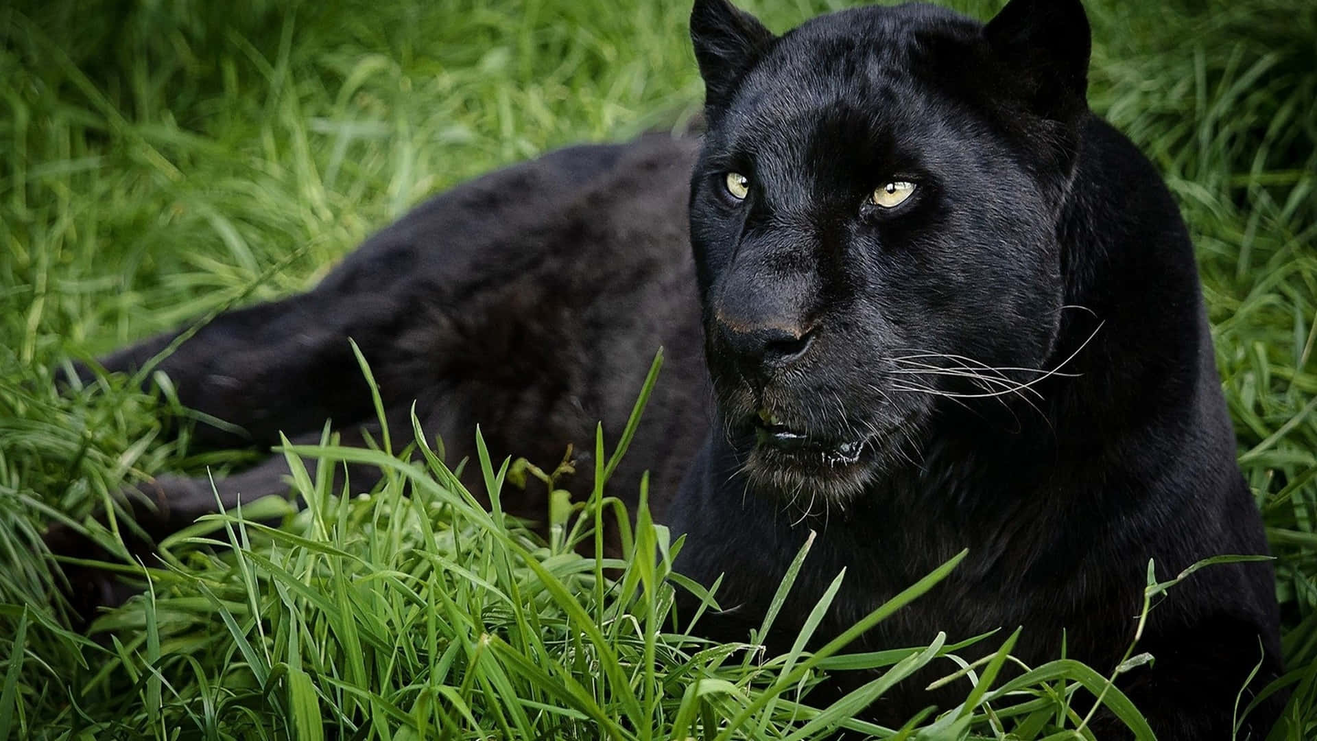 black panther, vibrant green grass, piercing yellow eyes, Full HD Desktop Wallpaper
