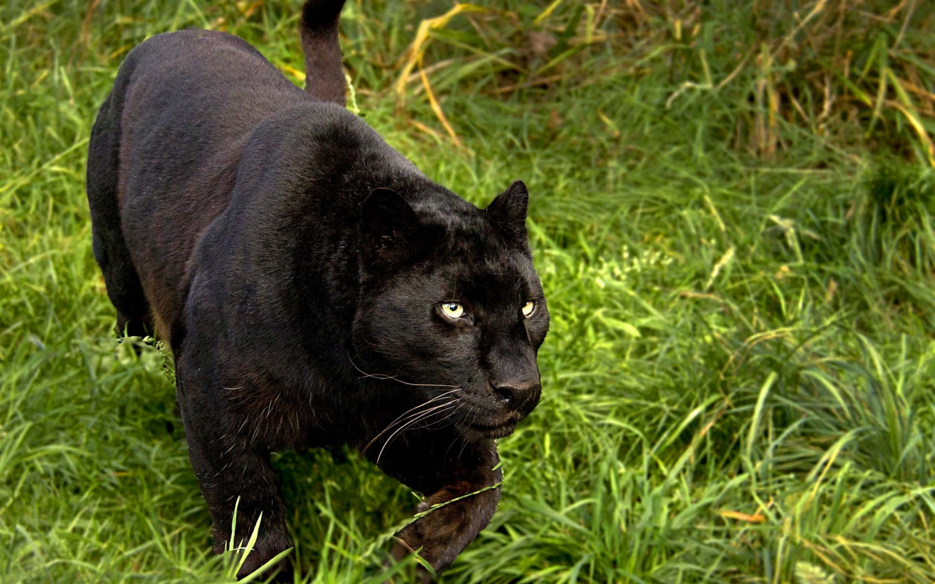 black panther, glowing yellow eyes, vibrant green grass, Full HD Desktop Wallpaper