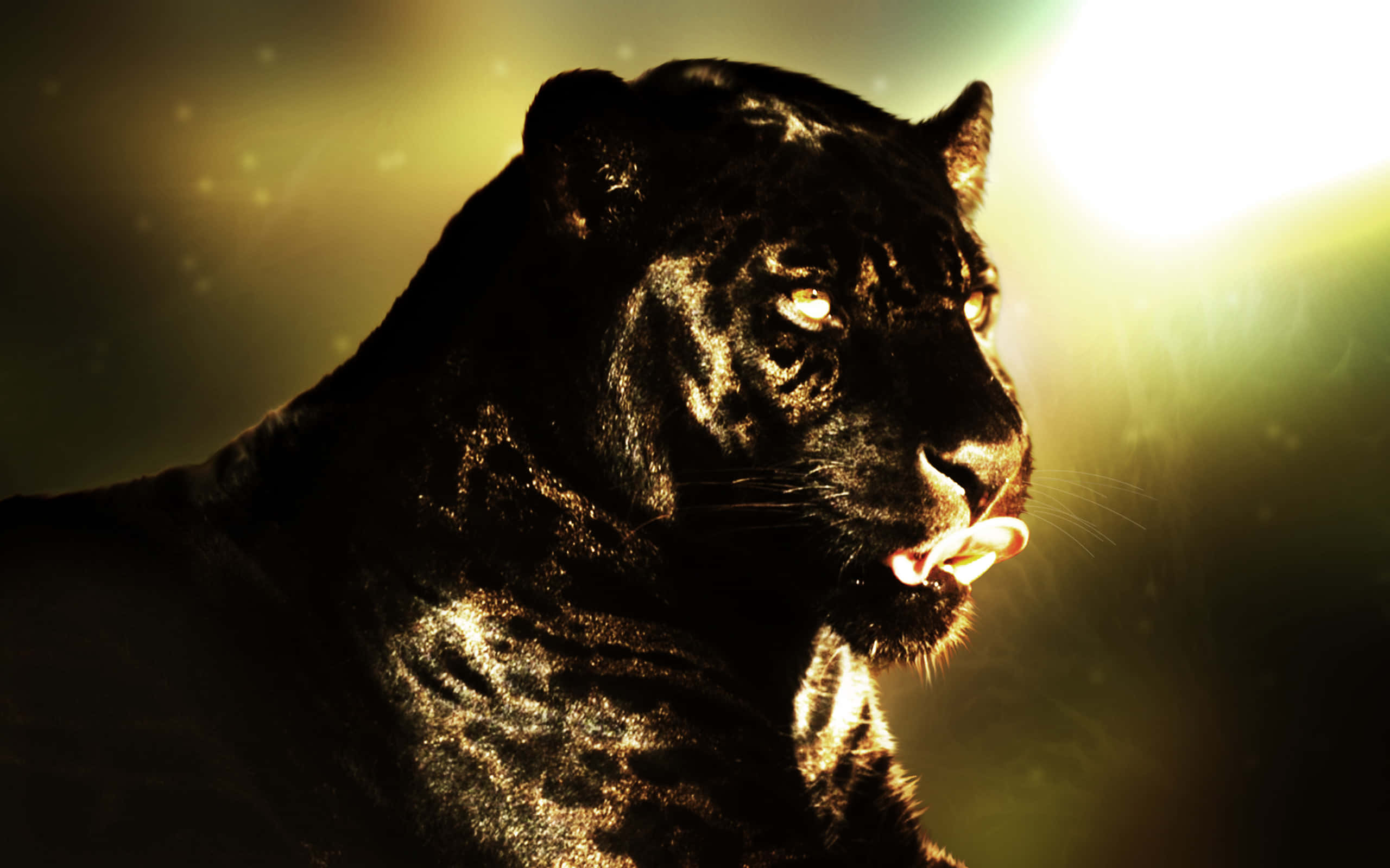 Black Panther Animal, golden eyes, backlighting, 2K Desktop Wallpaper