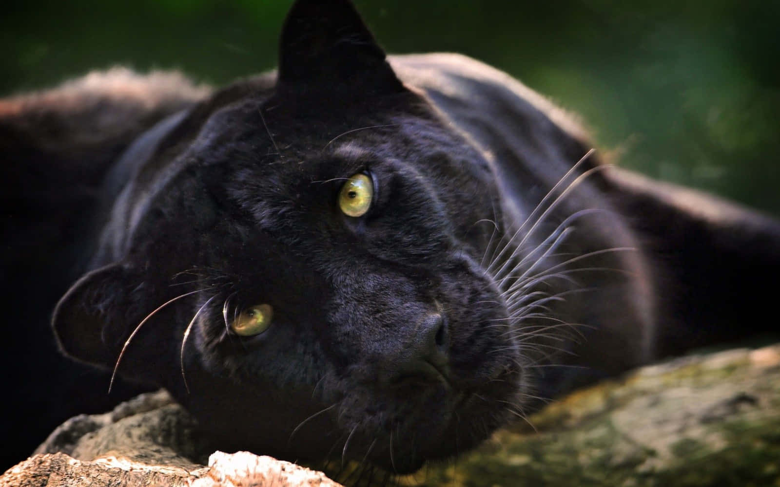 Black Panther, mossy log, piercing yellow eyes, HD Desktop Wallpaper