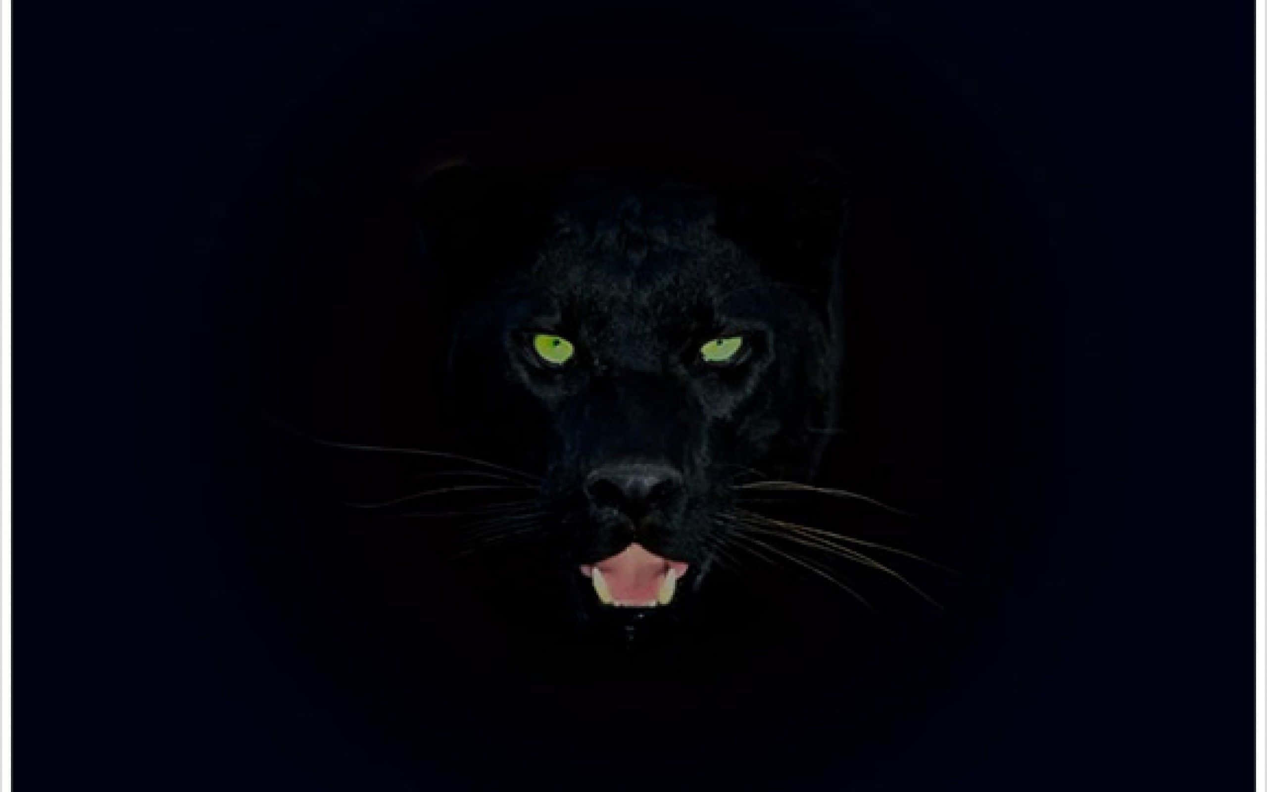 Cool Black Panther Animal, black panther, glowing green eyes, 2K Desktop Wallpaper