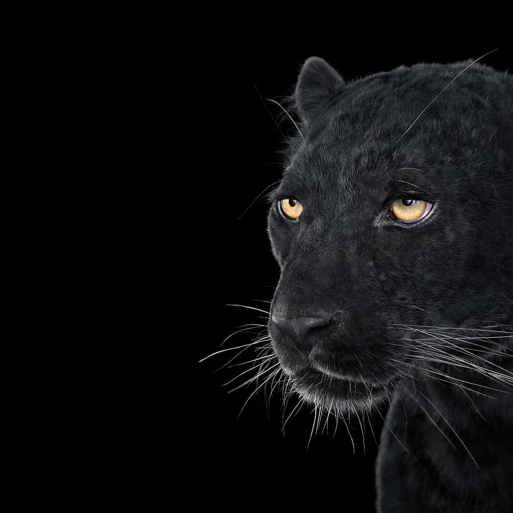 black panther, golden eyes, pure black background, SD Desktop Wallpaper