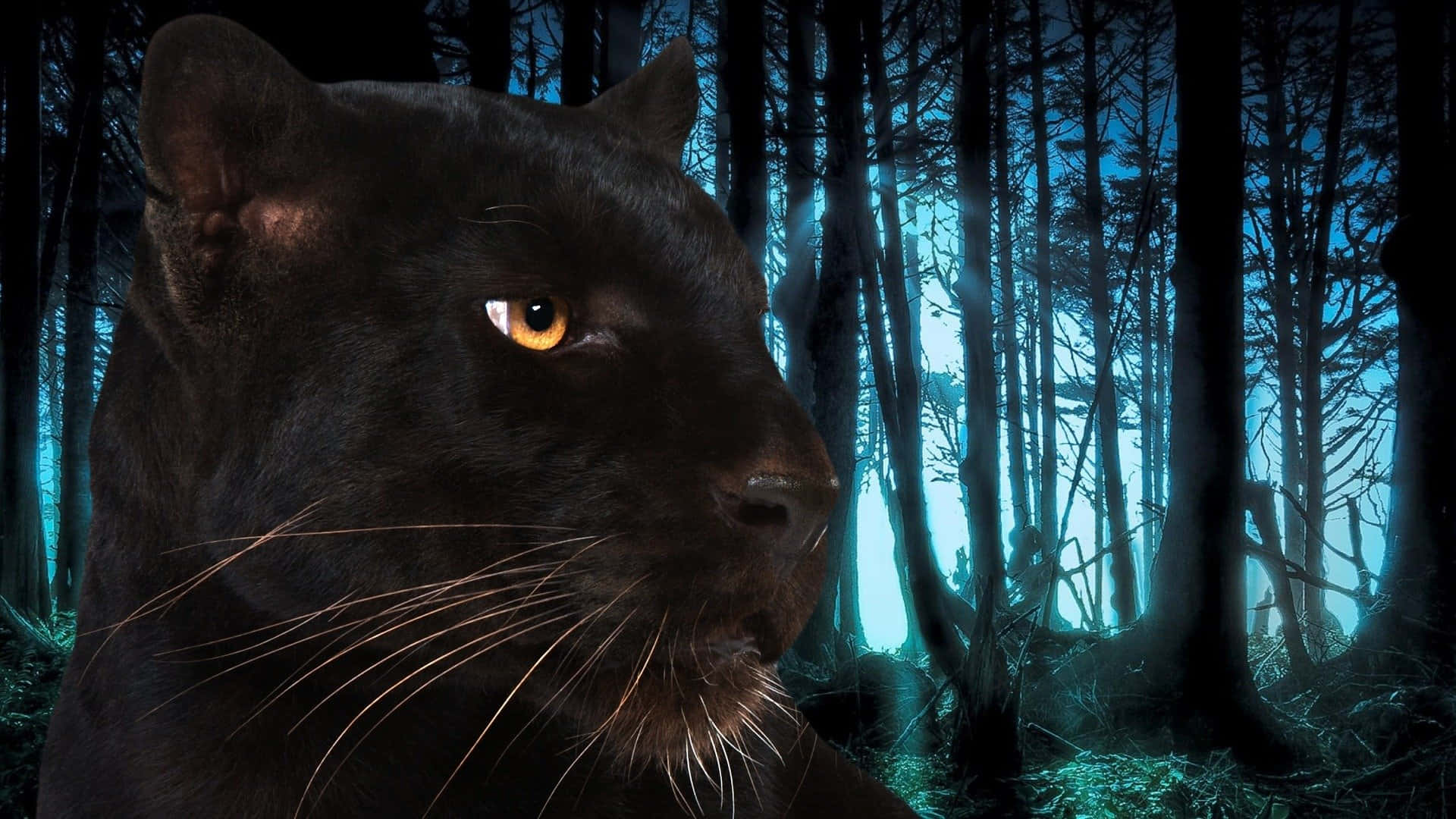 Cool Black Panther Animal, black panther, glowing amber eyes, Full HD Desktop Wallpaper