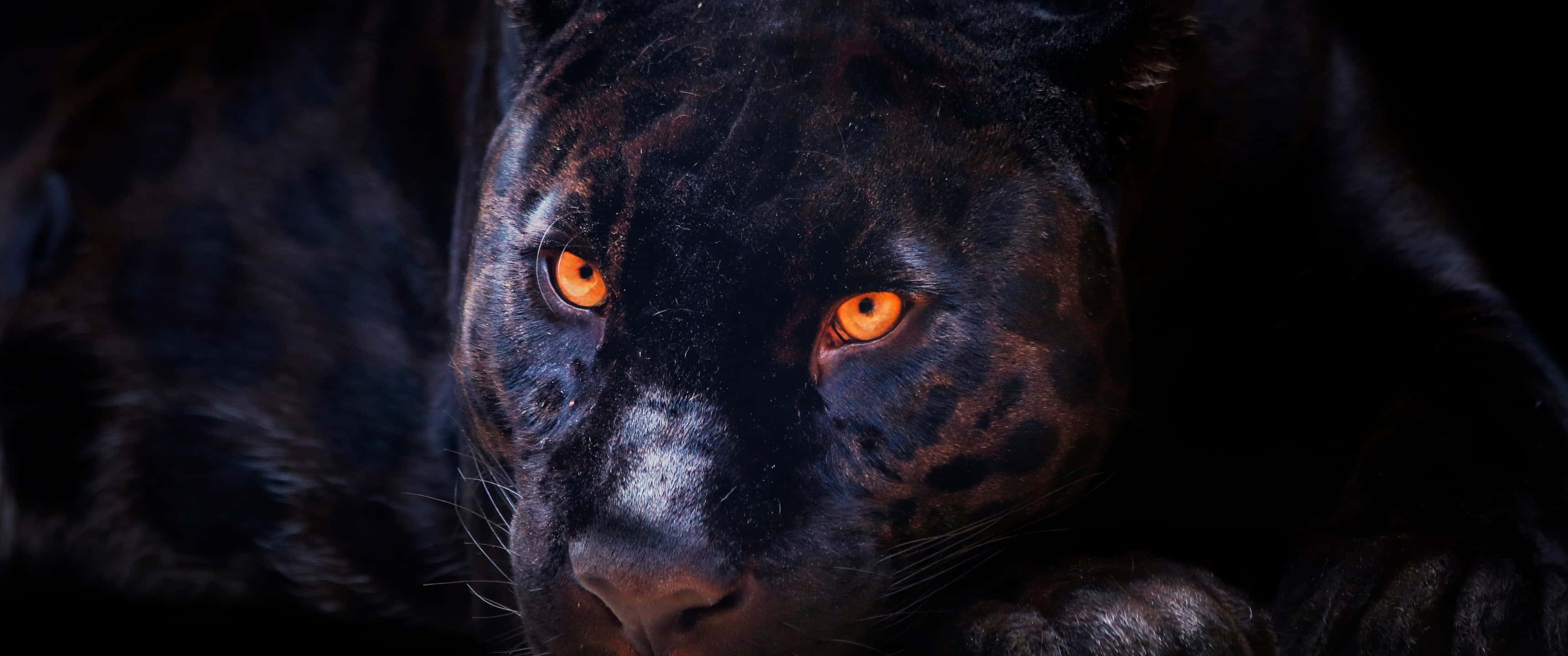 Cool Black Panther Animal, black panther, glowing orange eyes, 2K Desktop Wallpaper