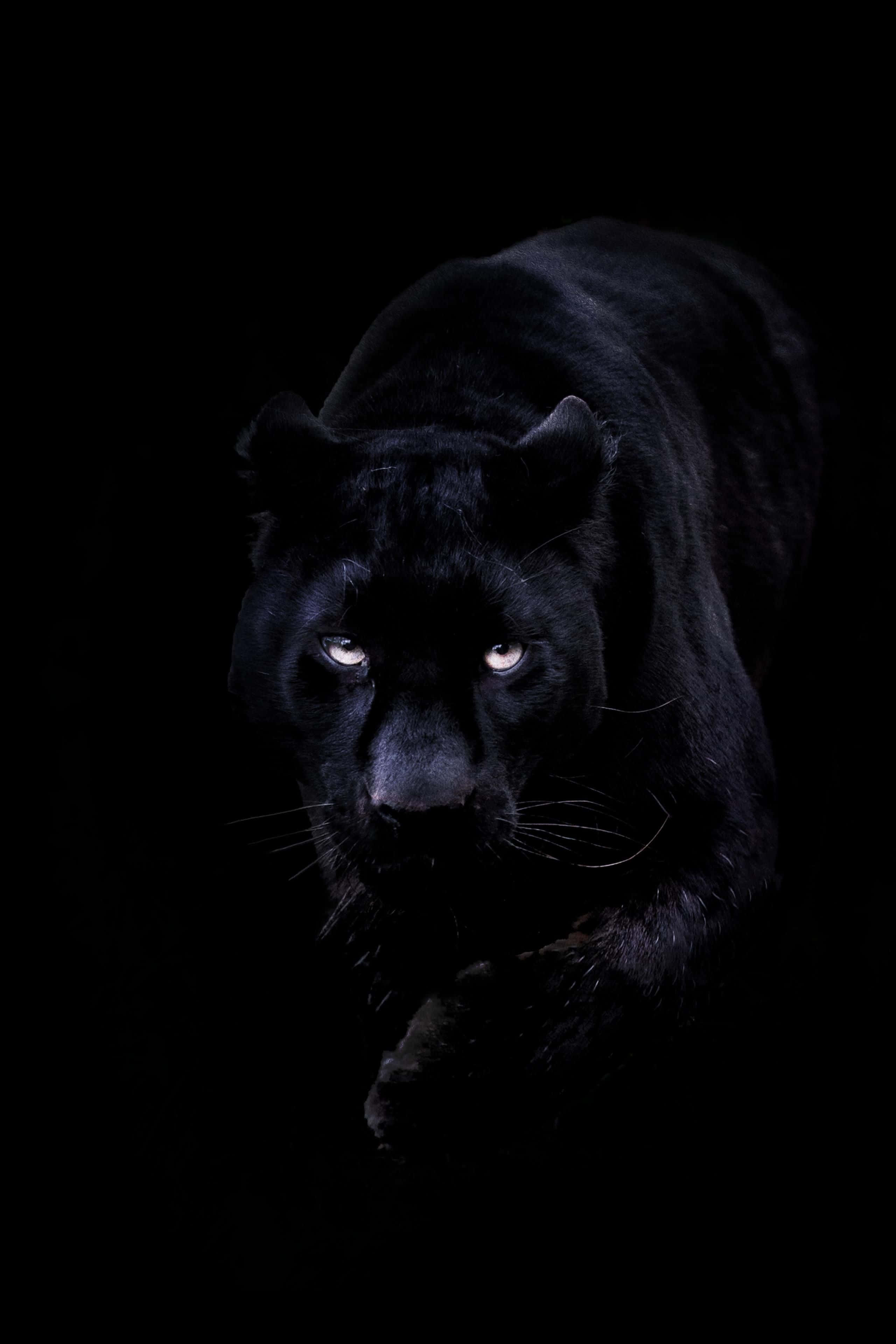 Cool Black Panther Animal, black panther, glowing eyes, 4K Phone Wallpaper