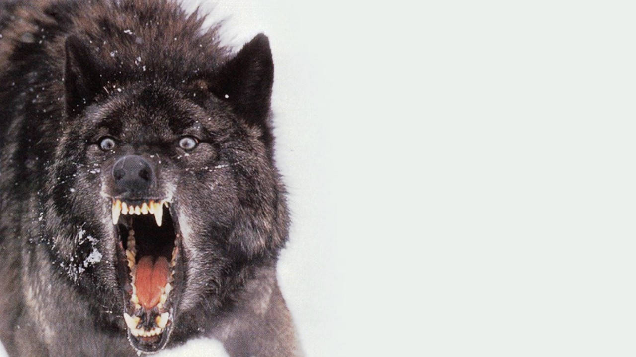 Cool Black Wolf, black wolf, snowy backdrop, HD Desktop Wallpaper