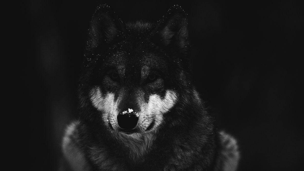 black and white photo, cool black wolf, snowflakes on its muzzle, SD Desktop Wallpaper