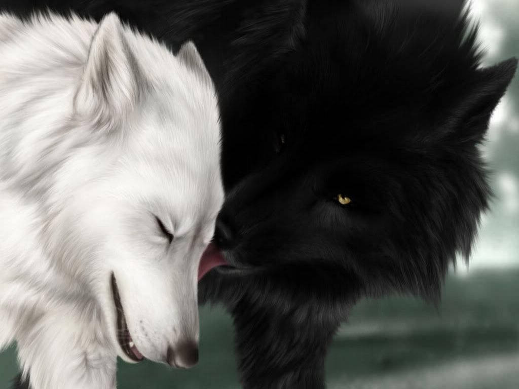 Cool Black Wolf, white wolf, black wolf, SD Desktop Wallpaper