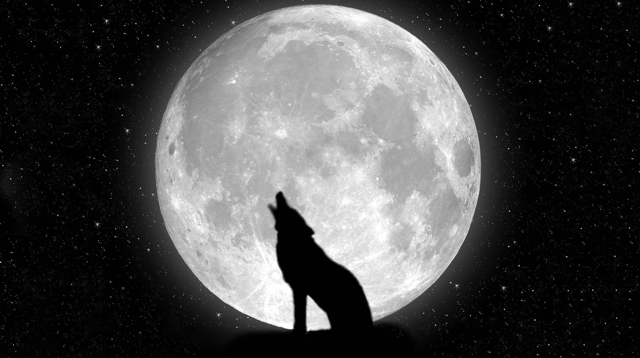 Cool Black Wolf, full moon, starry night sky, Full HD Desktop Wallpaper