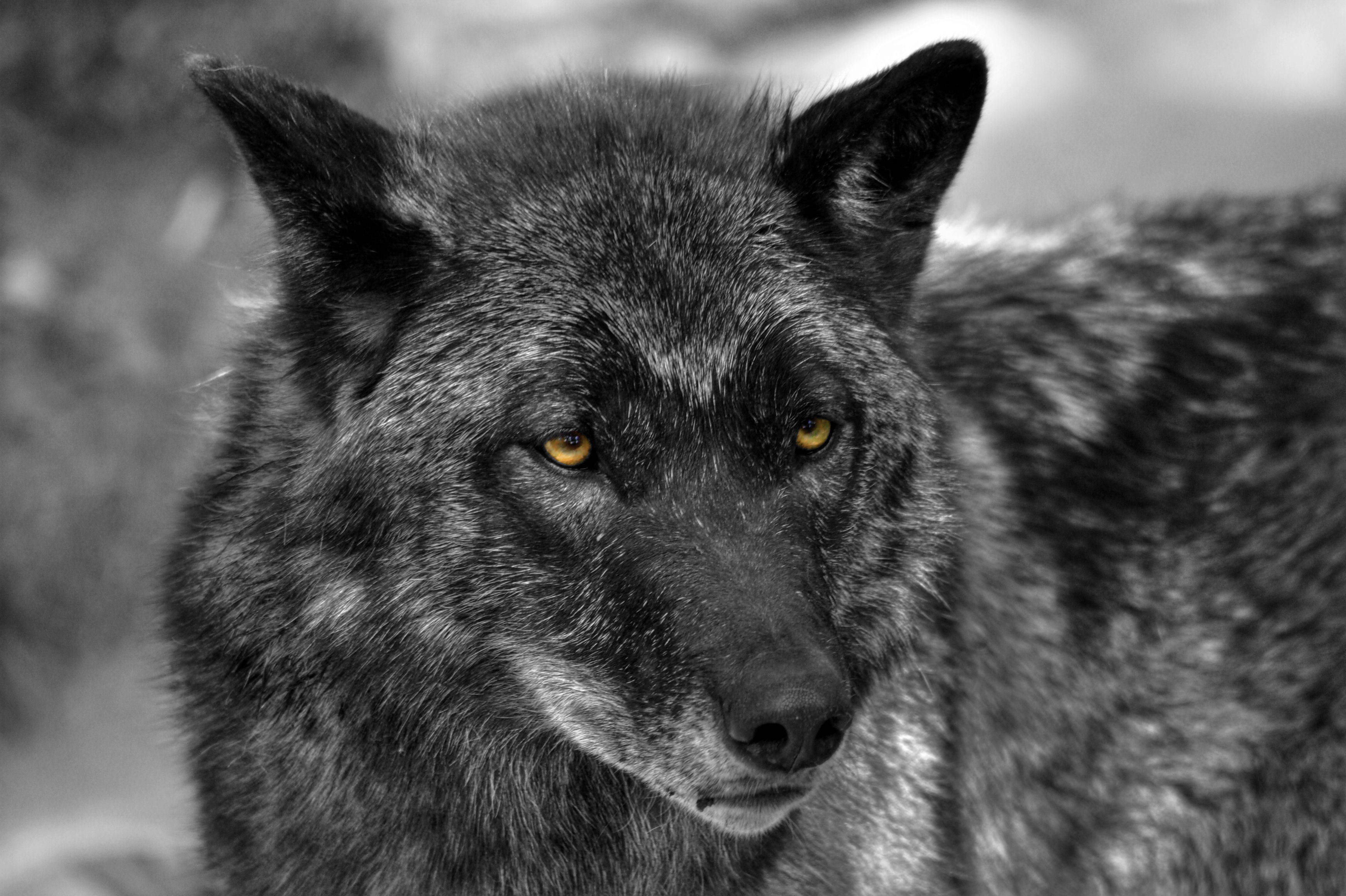 Cool Black Wolf, white spots, piercing amber eyes, 2K Desktop Wallpaper