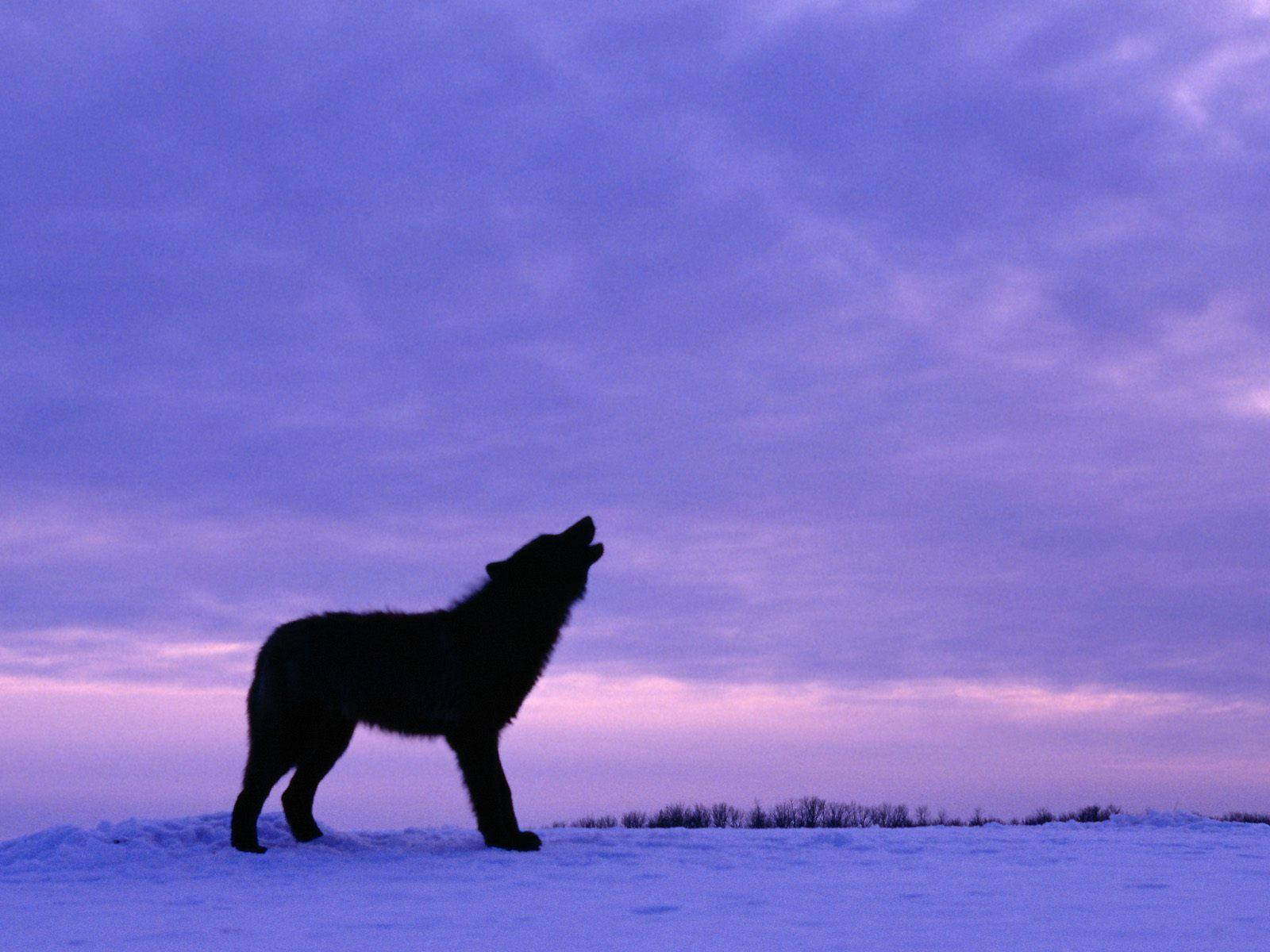 Cool Black Wolf, purple twilight sky, snowy plain, HD Desktop Wallpaper
