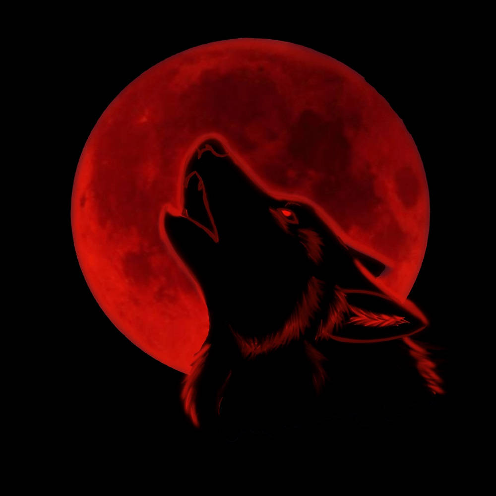 Cool Black Wolf, red moon, glowing red full moon, SD Desktop Wallpaper