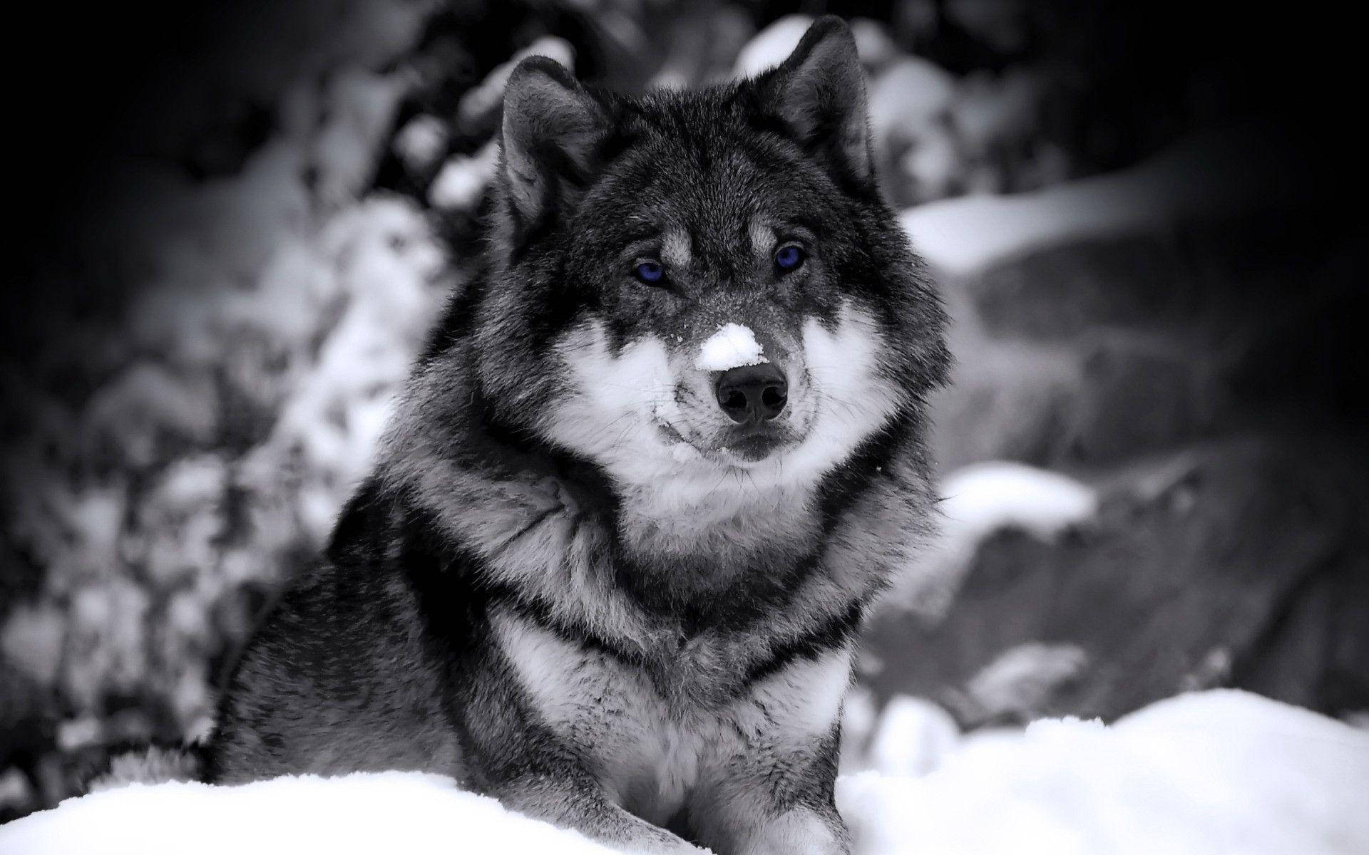 Cool Black Wolf, snowy forest, piercing blue eyes, Full HD Desktop Wallpaper