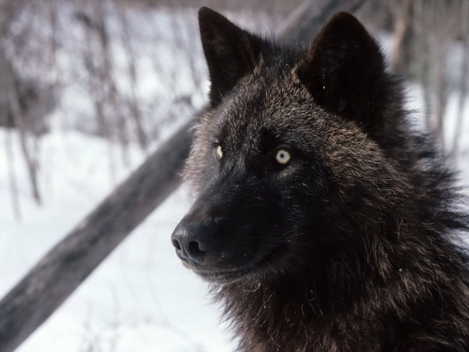 cool black wolf, piercing yellow eyes, snowy forest, HD Desktop Wallpaper