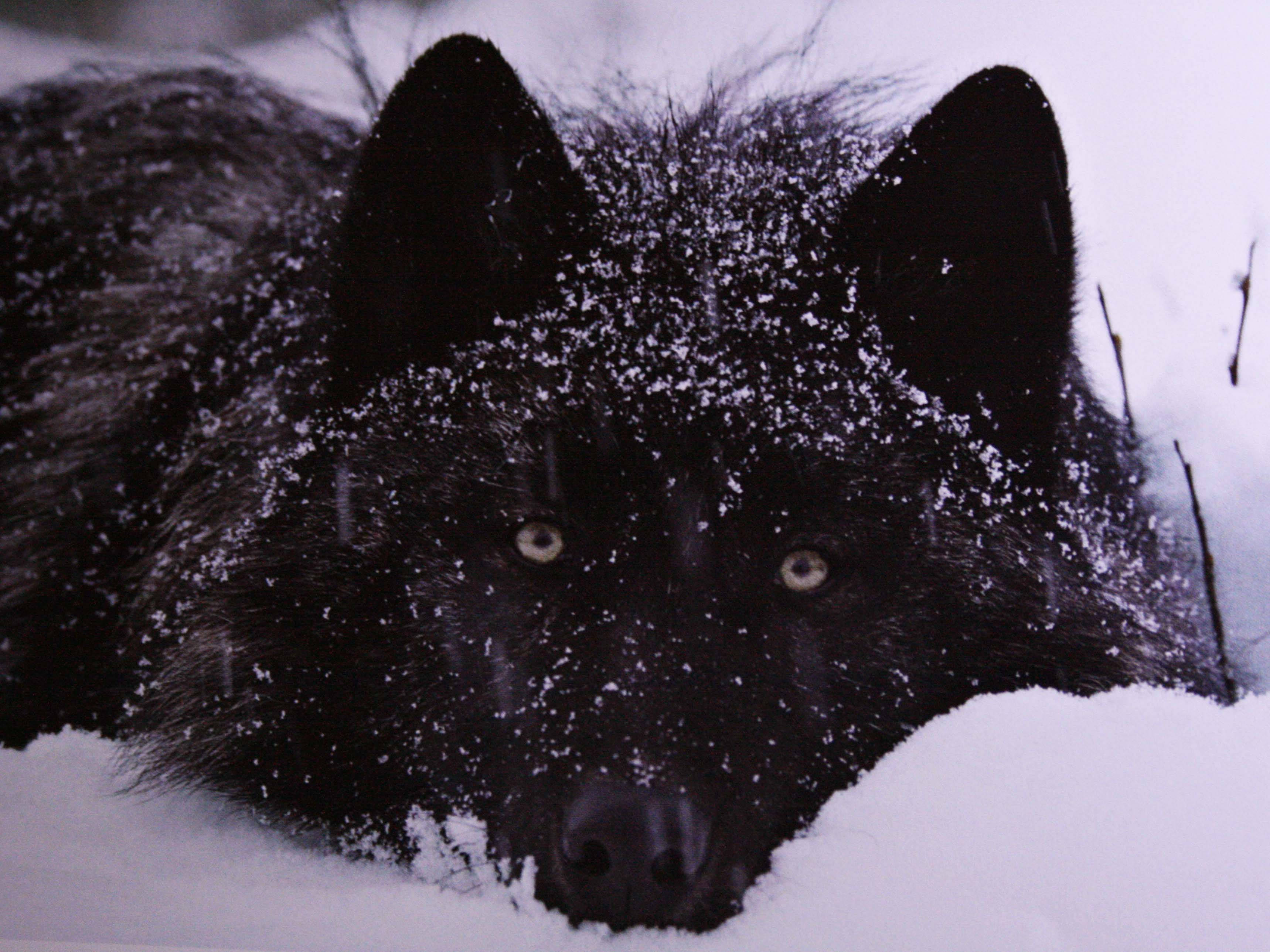 Cool Black Wolf, snow-dusted fur, snowy landscape, 2K Desktop Wallpaper