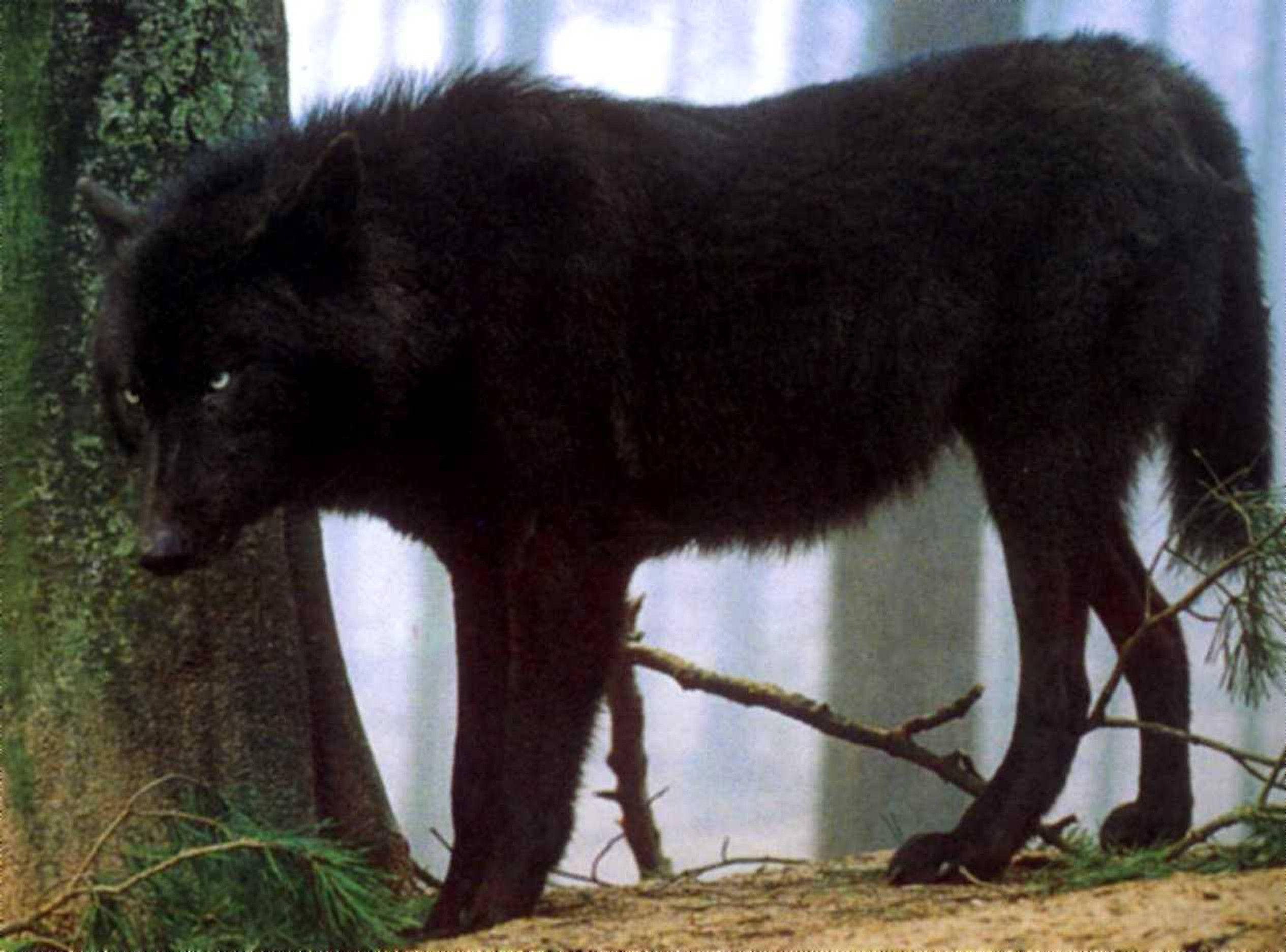 Cool Black Wolf, mossy tree, misty forest, Full HD Desktop Wallpaper