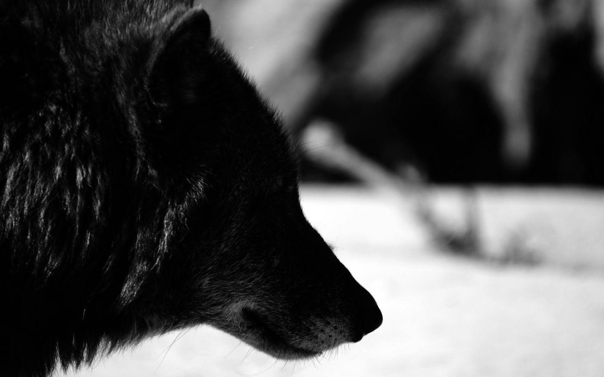 black and white, wolf's profile, snow, Full HD Desktop Wallpaper