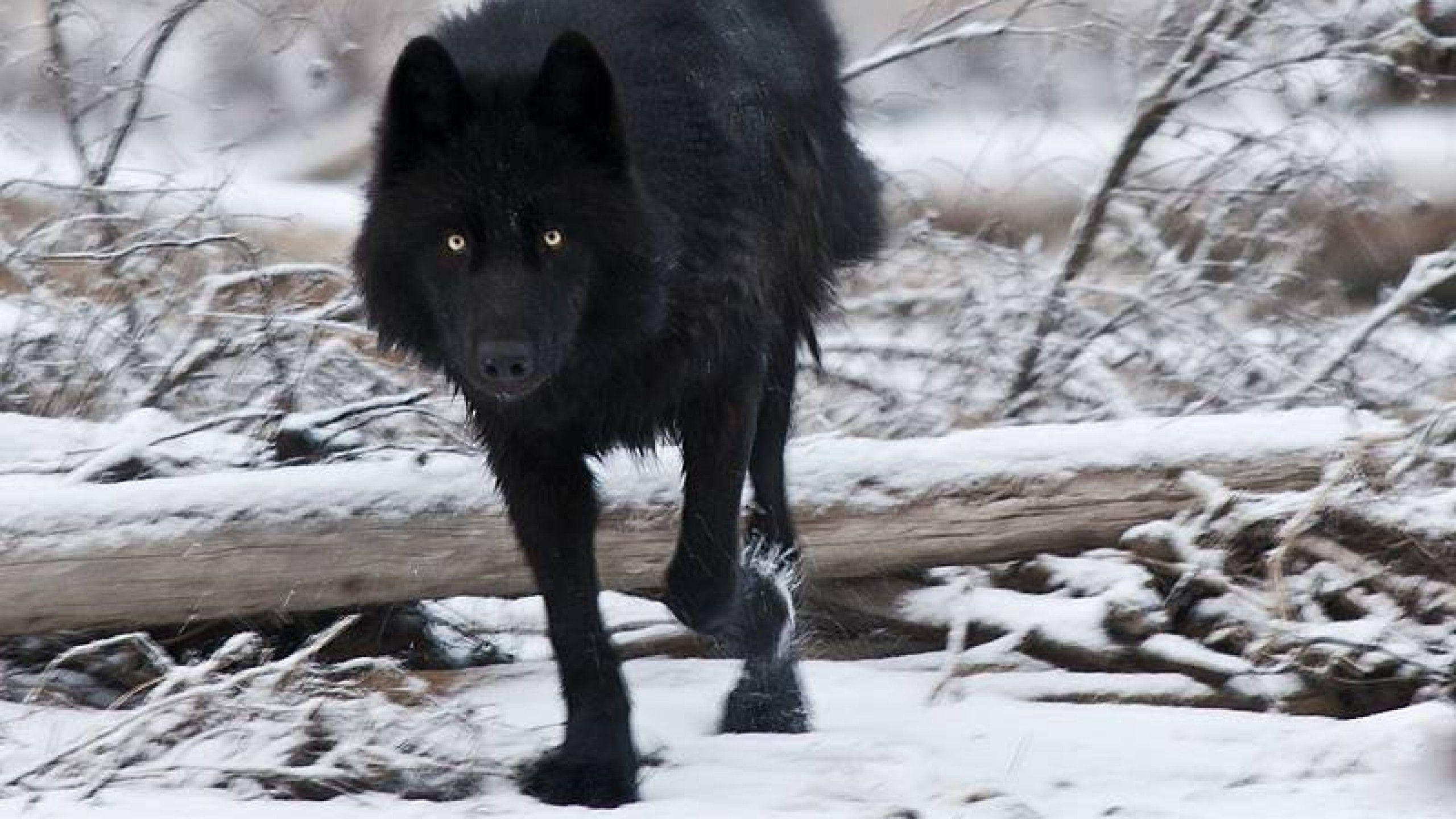 Cool Black Wolf, glowing amber eyes, snowy forest, 2K Desktop Wallpaper