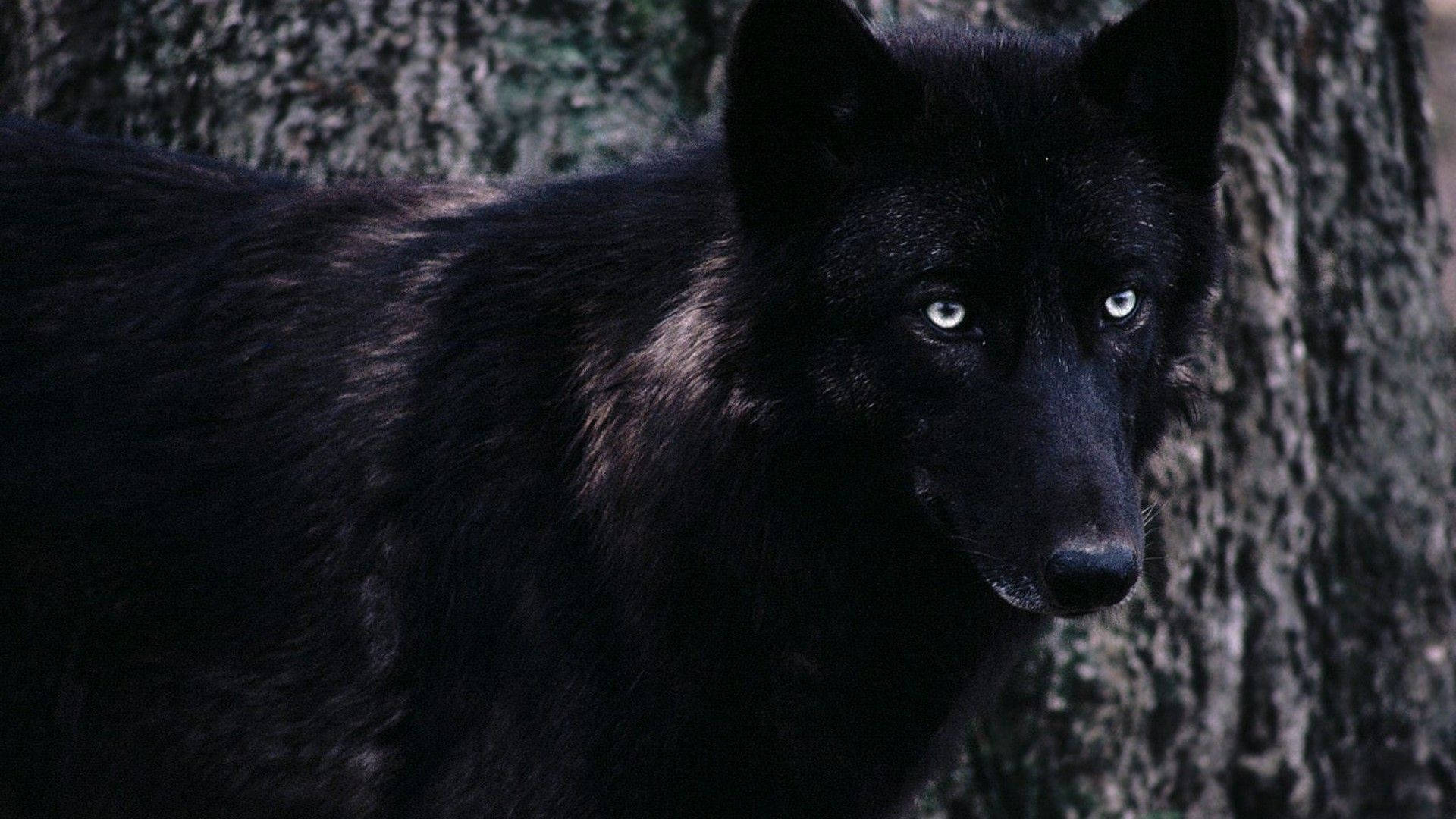 Cool Black Wolf, mossy tree trunk, shadowy forest, Full HD Desktop Wallpaper