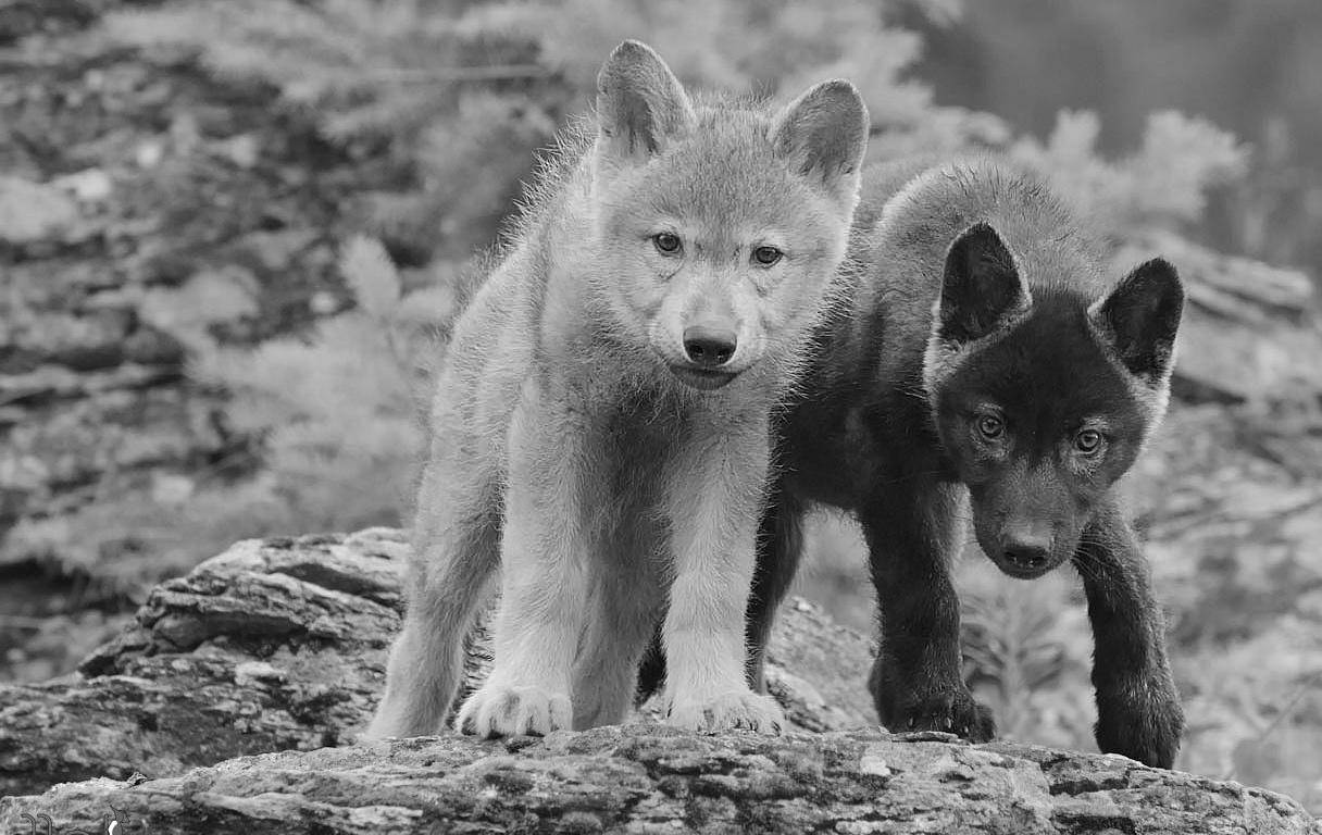 Cool Black Wolf, white wolf pups, rocky outcrop, SD Desktop Wallpaper