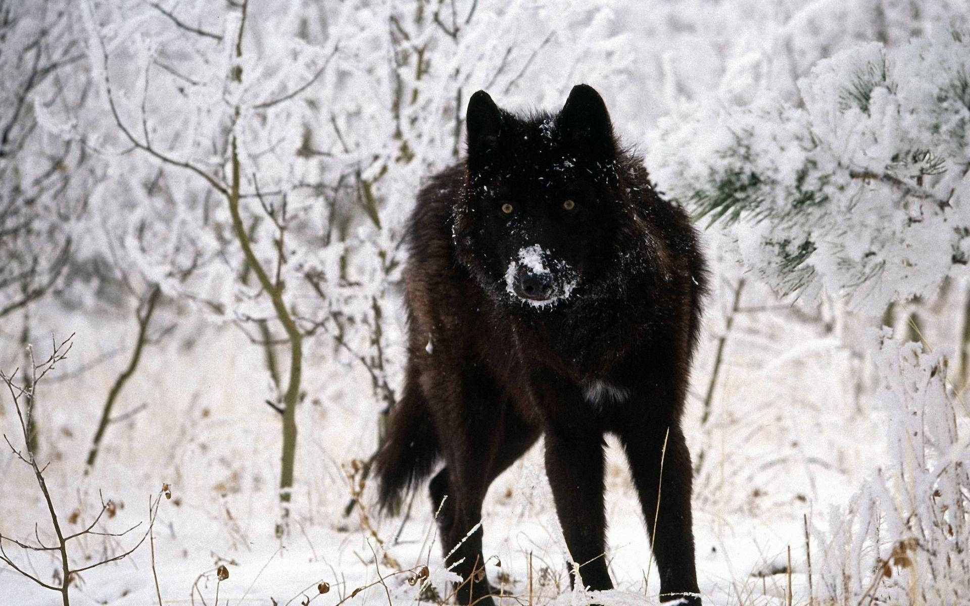 Cool Black Wolf, snowy forest, frost-covered branches, Full HD Desktop Wallpaper