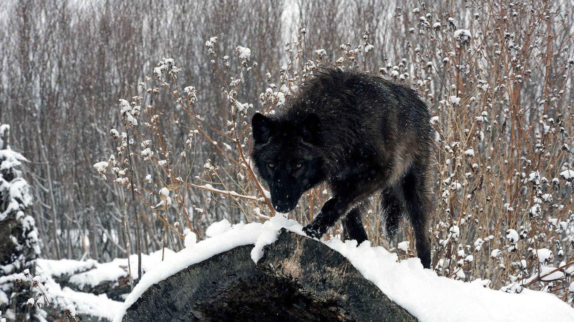 Cool Black Wolf, snow-covered log, winter forest, Full HD Desktop Wallpaper
