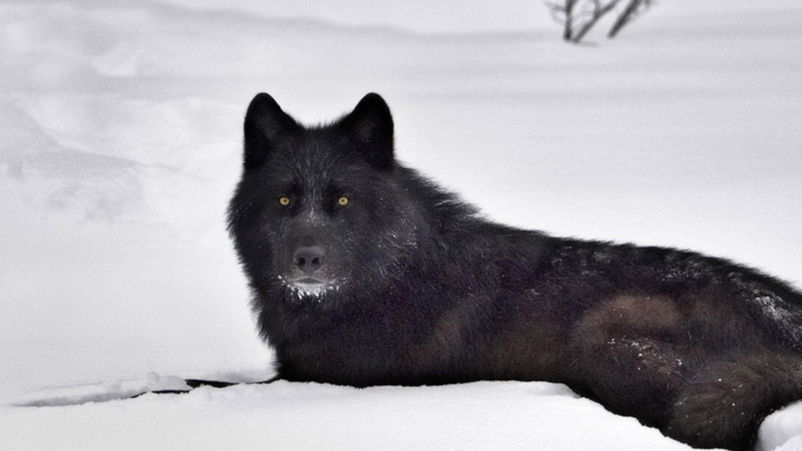 cool black wolf, snowy landscape, glowing amber eyes, 2K Desktop Wallpaper