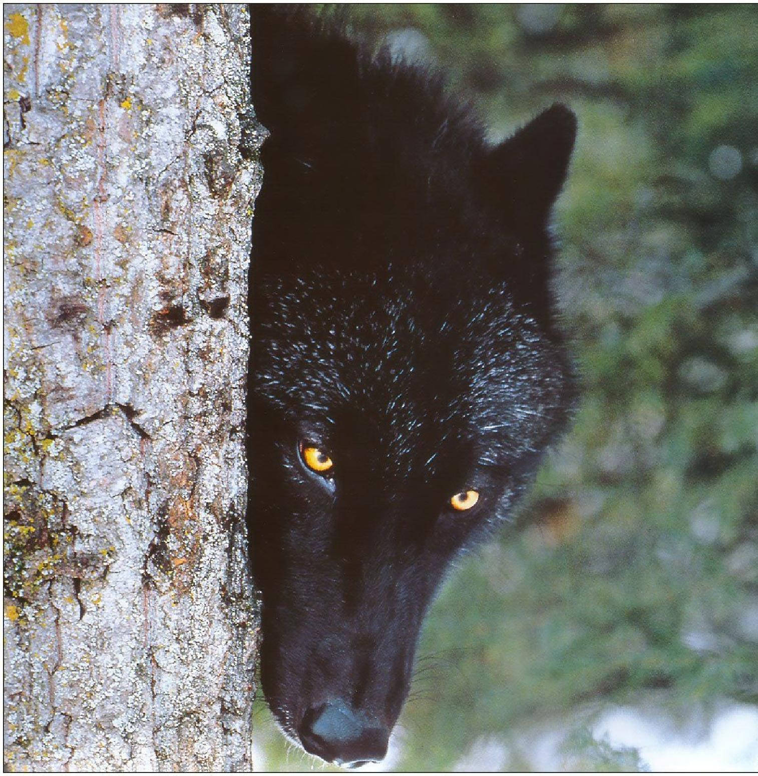 Cool Black Wolf, black wolf, glowing amber eyes, HD Phone Wallpaper