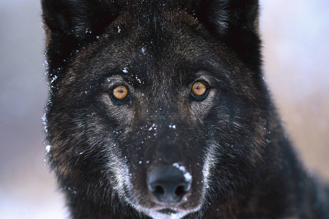Cool Black Wolf, snowflakes, black wolf, HD Desktop Wallpaper