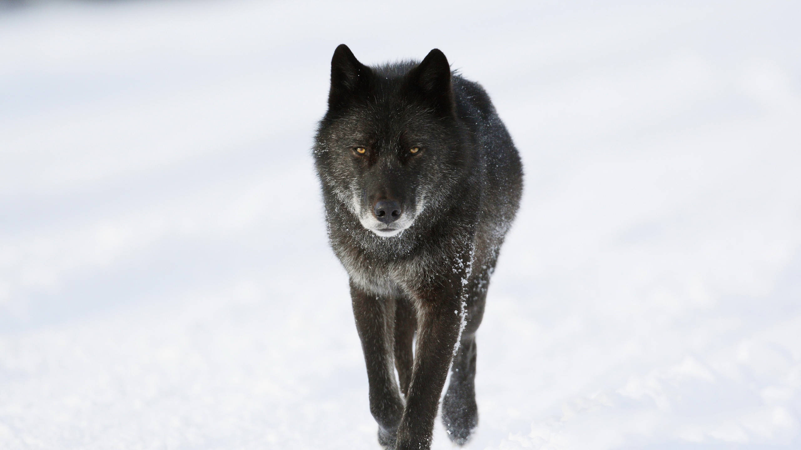 Cool Black Wolf, black wolf, deep snow, 2K Desktop Wallpaper