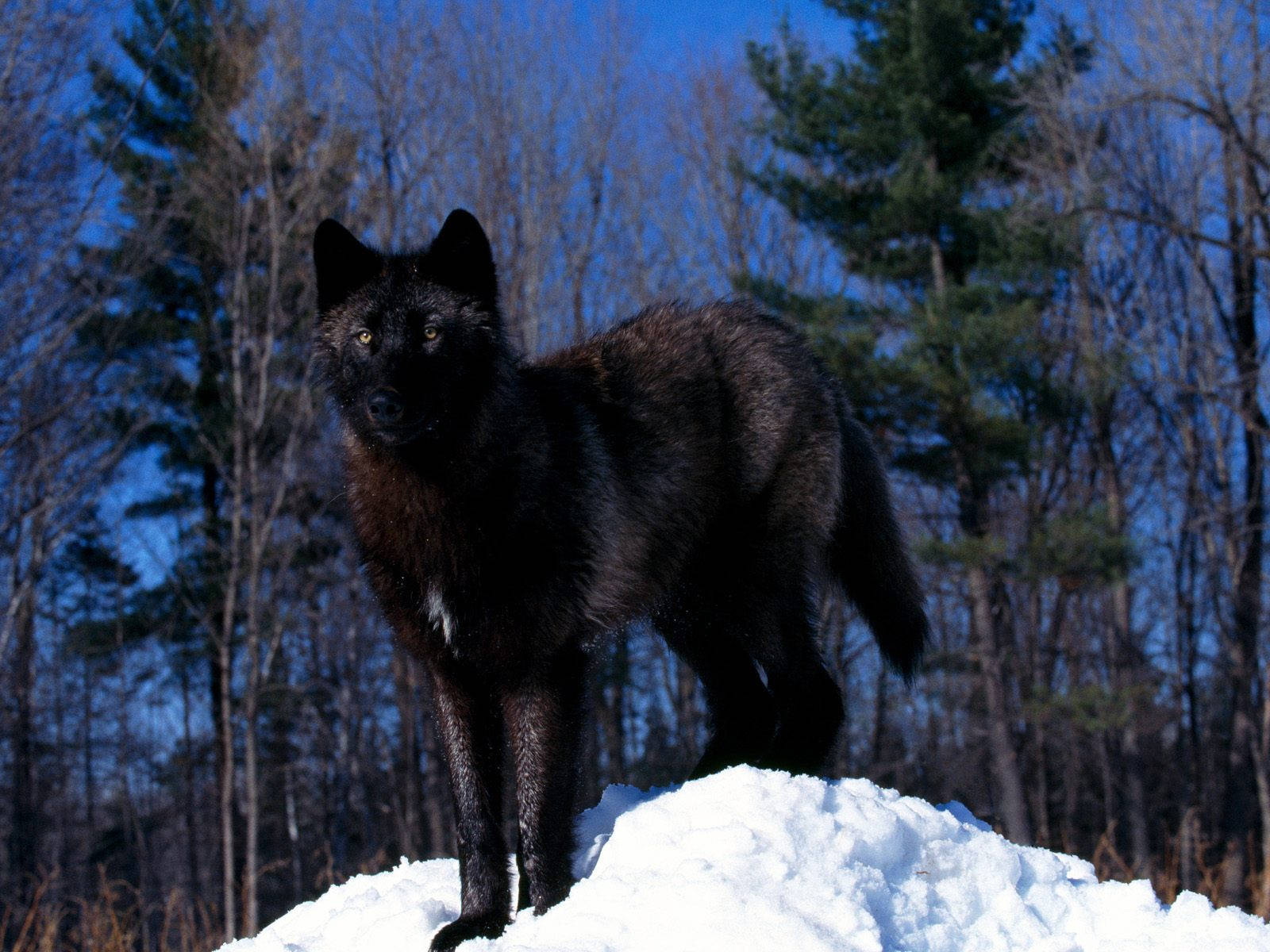 Cool Black Wolf, snowy mound, bare trees, HD Desktop Wallpaper