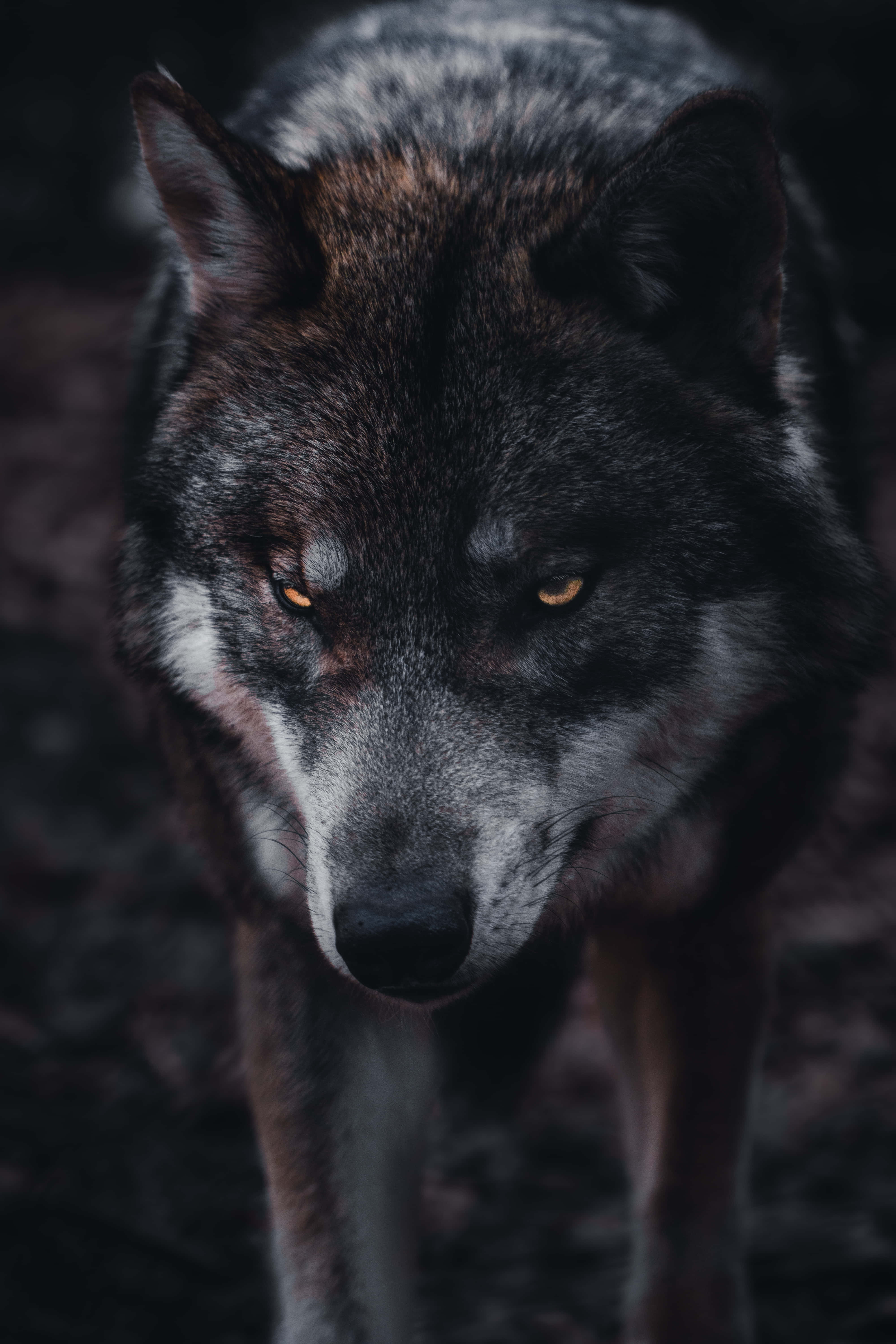wolf, amber eyes, dark blurred forest floor, 5K Phone Wallpaper